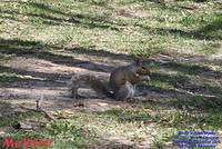 MAVILLE-CHAT-051211-18
